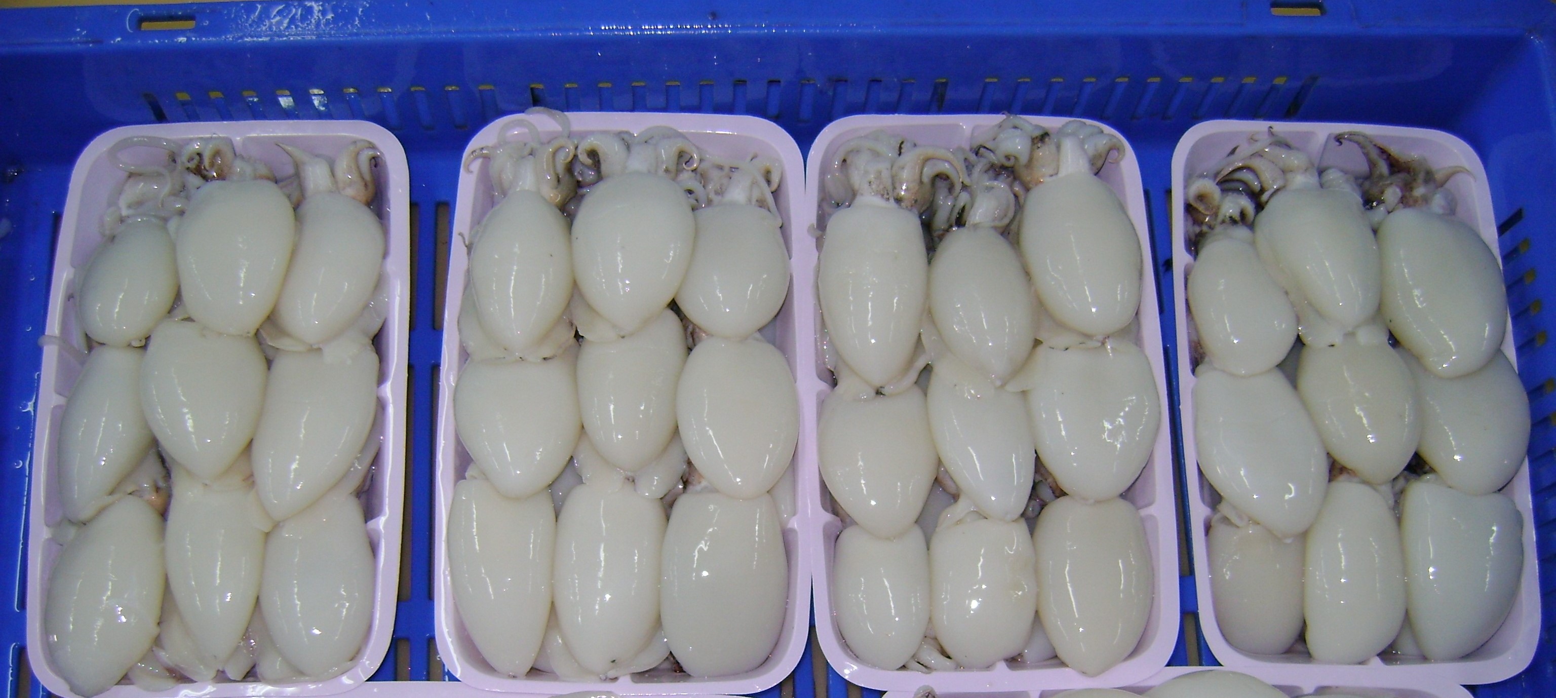 Cuttlefish-tray-pack