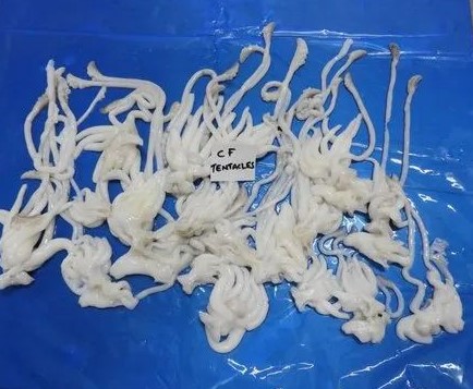 Cuttlefish-tray-pack