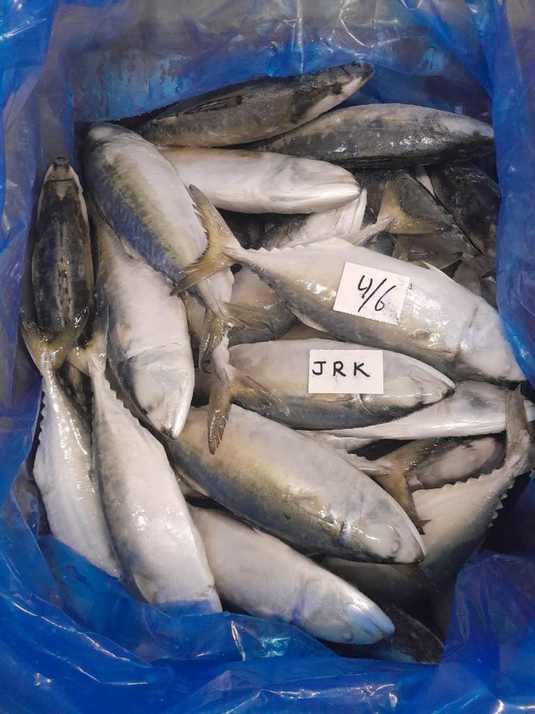 Frozen Indian Mackerel