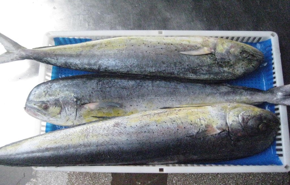 Frozen-Mahi-Mahi