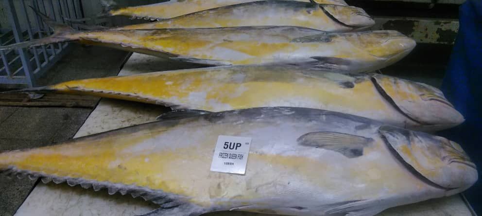 Frozen-Queen-Fish