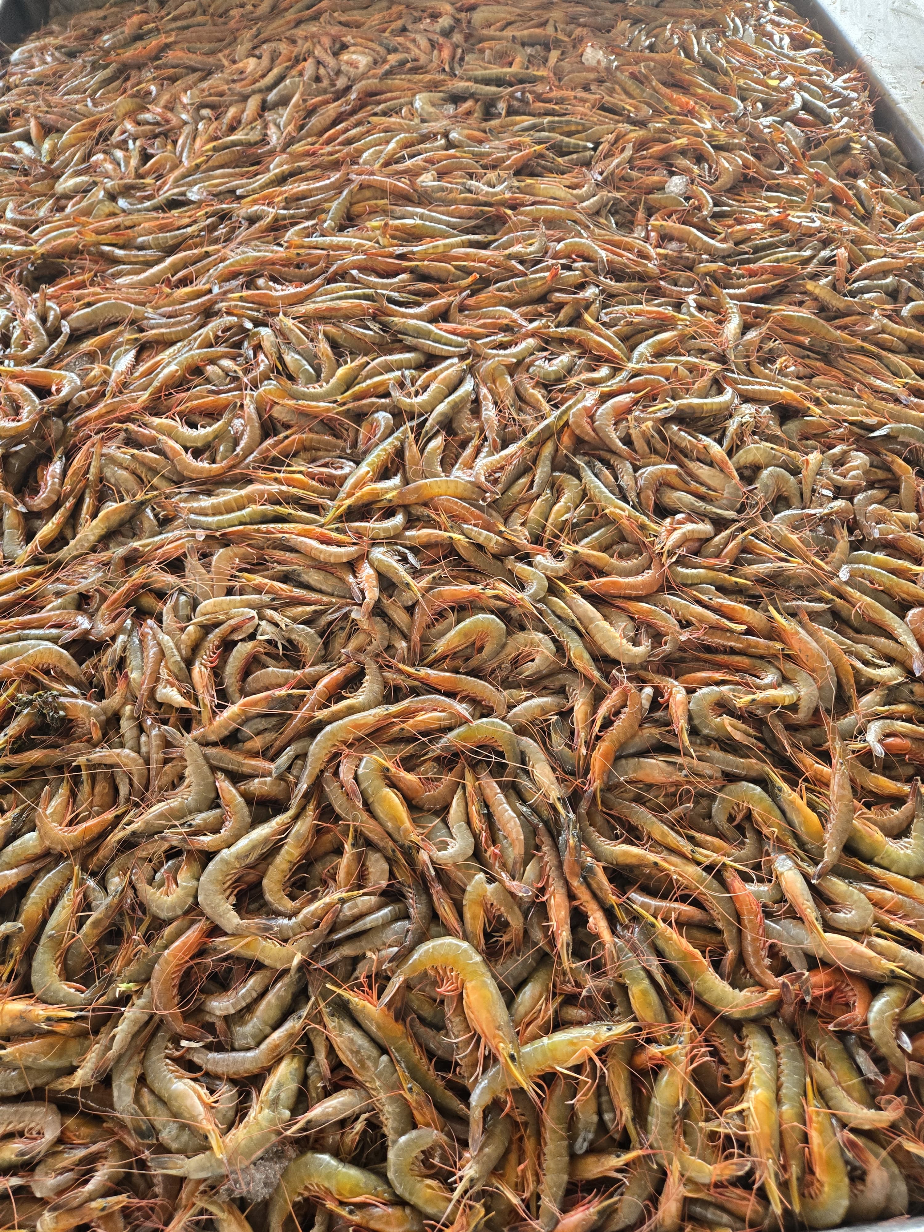 Shrimp-Head-On-Shell-On